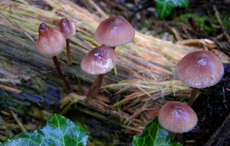 Due funghi da Monterano (RM)